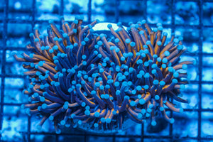 #wholesale_coral# - #saltwater_fish# #saltwater_coral# - #rare corals# - #coralsdepot# - #Corals_Depot# - #live_corals# - #eye-catching-coral# #quality_marine_fish# -#quality-marine# #discoun