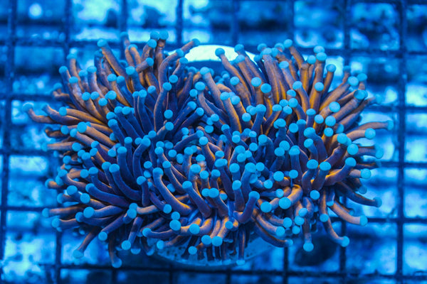 #wholesale_coral# - #saltwater_fish# #saltwater_coral# - #rare corals# - #coralsdepot# - #Corals_Depot# - #live_corals# - #eye-catching-coral# #quality_marine_fish# -#quality-marine# #discoun