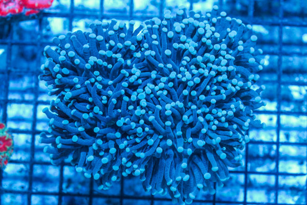 #wholesale_coral# - #saltwater_fish# #saltwater_coral# - #rare corals# - #coralsdepot# - #Corals_Depot# - #live_corals# - #eye-catching-coral# #quality_marine_fish# -#quality-marine# #discoun