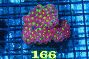 #wholesale_coral# - #saltwater_fish# #saltwater_coral# - #rare corals# - #coralsdepot# - #Corals_Depot# - #live_corals# - #eye-catching-coral# #quality_marine_fish# -#quality-marine# #discoun