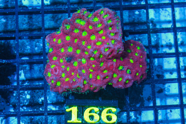 #wholesale_coral# - #saltwater_fish# #saltwater_coral# - #rare corals# - #coralsdepot# - #Corals_Depot# - #live_corals# - #eye-catching-coral# #quality_marine_fish# -#quality-marine# #discoun