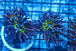 #wholesale_coral# - #saltwater_fish# #saltwater_coral# - #rare corals# - #coralsdepot# - #Corals_Depot# - #live_corals# - #eye-catching-coral# #quality_marine_fish# -#quality-marine# #discoun