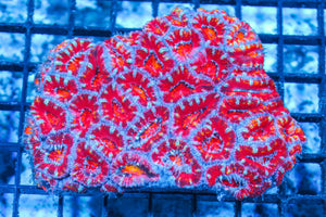 #wholesale_coral# - #saltwater_fish# #saltwater_coral# - #rare corals# - #coralsdepot# - #Corals_Depot# - #live_corals# - #eye-catching-coral# #quality_marine_fish# -#quality-marine# #discoun