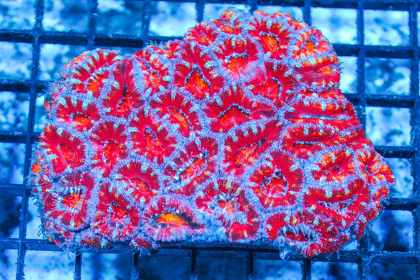 #wholesale_coral# - #saltwater_fish# #saltwater_coral# - #rare corals# - #coralsdepot# - #Corals_Depot# - #live_corals# - #eye-catching-coral# #quality_marine_fish# -#quality-marine# #discoun
