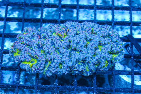 #wholesale_coral# - #saltwater_fish# #saltwater_coral# - #rare corals# - #coralsdepot# - #Corals_Depot# - #live_corals# - #eye-catching-coral# #quality_marine_fish# -#quality-marine# #discoun