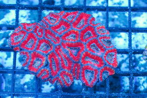 #wholesale_coral# - #saltwater_fish# #saltwater_coral# - #rare corals# - #coralsdepot# - #Corals_Depot# - #live_corals# - #eye-catching-coral# #quality_marine_fish# -#quality-marine# #discoun