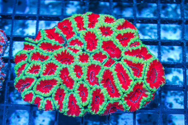 #wholesale_coral# - #saltwater_fish# #saltwater_coral# - #rare corals# - #coralsdepot# - #Corals_Depot# - #live_corals# - #eye-catching-coral# #quality_marine_fish# -#quality-marine# #discoun