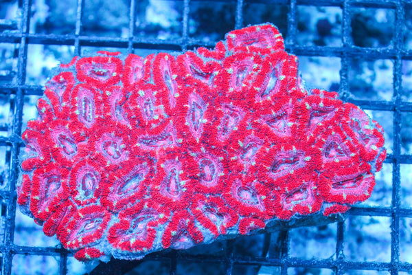 #wholesale_coral# - #saltwater_fish# #saltwater_coral# - #rare corals# - #coralsdepot# - #Corals_Depot# - #live_corals# - #eye-catching-coral# #quality_marine_fish# -#quality-marine# #discoun