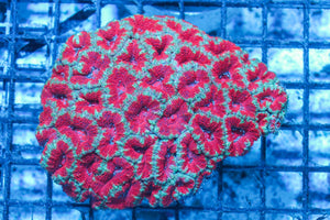 #wholesale_coral# - #saltwater_fish# #saltwater_coral# - #rare corals# - #coralsdepot# - #Corals_Depot# - #live_corals# - #eye-catching-coral# #quality_marine_fish# -#quality-marine# #discoun