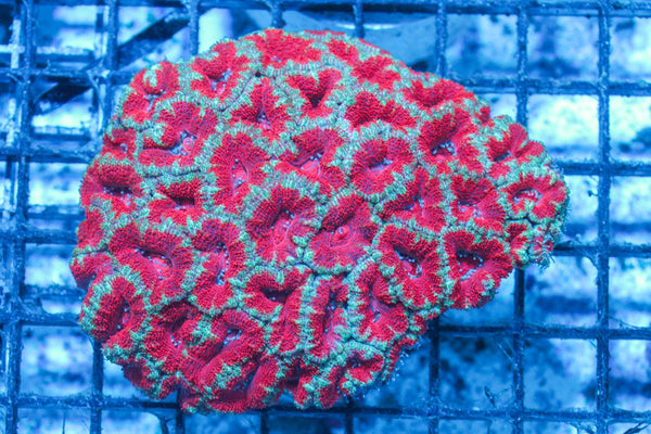 #wholesale_coral# - #saltwater_fish# #saltwater_coral# - #rare corals# - #coralsdepot# - #Corals_Depot# - #live_corals# - #eye-catching-coral# #quality_marine_fish# -#quality-marine# #discoun