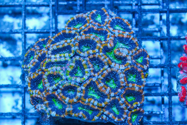 #wholesale_coral# - #saltwater_fish# #saltwater_coral# - #rare corals# - #coralsdepot# - #Corals_Depot# - #live_corals# - #eye-catching-coral# #quality_marine_fish# -#quality-marine# #discoun