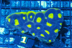 #wholesale_coral# - #saltwater_fish# #saltwater_coral# - #rare corals# - #coralsdepot# - #Corals_Depot# - #live_corals# - #eye-catching-coral# #quality_marine_fish# -#quality-marine# #discoun