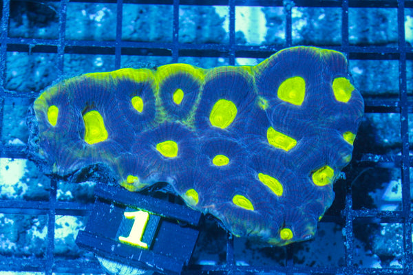 #wholesale_coral# - #saltwater_fish# #saltwater_coral# - #rare corals# - #coralsdepot# - #Corals_Depot# - #live_corals# - #eye-catching-coral# #quality_marine_fish# -#quality-marine# #discoun