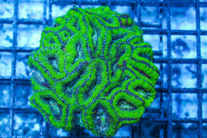 #wholesale_coral# - #saltwater_fish# #saltwater_coral# - #rare corals# - #coralsdepot# - #Corals_Depot# - #live_corals# - #eye-catching-coral# #quality_marine_fish# -#quality-marine# #discoun