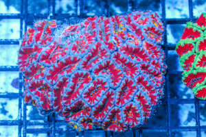 #wholesale_coral# - #saltwater_fish# #saltwater_coral# - #rare corals# - #coralsdepot# - #Corals_Depot# - #live_corals# - #eye-catching-coral# #quality_marine_fish# -#quality-marine# #discoun