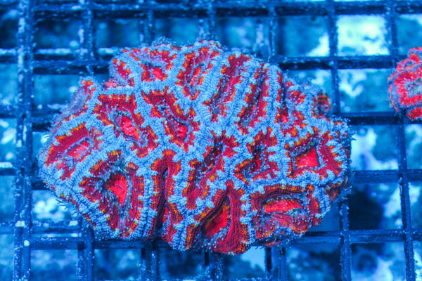 #wholesale_coral# - #saltwater_fish# #saltwater_coral# - #rare corals# - #coralsdepot# - #Corals_Depot# - #live_corals# - #eye-catching-coral# #quality_marine_fish# -#quality-marine# #discoun