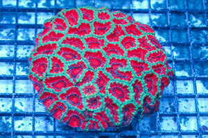 #wholesale_coral# - #saltwater_fish# #saltwater_coral# - #rare corals# - #coralsdepot# - #Corals_Depot# - #live_corals# - #eye-catching-coral# #quality_marine_fish# -#quality-marine# #discoun