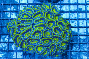 #wholesale_coral# - #saltwater_fish# #saltwater_coral# - #rare corals# - #coralsdepot# - #Corals_Depot# - #live_corals# - #eye-catching-coral# #quality_marine_fish# -#quality-marine# #discoun