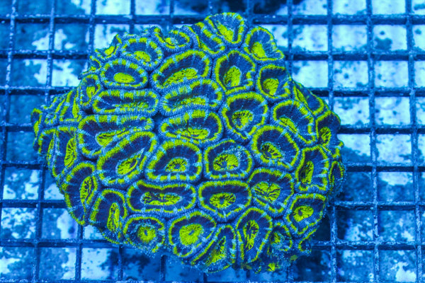 #wholesale_coral# - #saltwater_fish# #saltwater_coral# - #rare corals# - #coralsdepot# - #Corals_Depot# - #live_corals# - #eye-catching-coral# #quality_marine_fish# -#quality-marine# #discoun