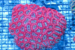 #wholesale_coral# - #saltwater_fish# #saltwater_coral# - #rare corals# - #coralsdepot# - #Corals_Depot# - #live_corals# - #eye-catching-coral# #quality_marine_fish# -#quality-marine# #discoun