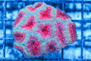 #wholesale_coral# - #saltwater_fish# #saltwater_coral# - #rare corals# - #coralsdepot# - #Corals_Depot# - #live_corals# - #eye-catching-coral# #quality_marine_fish# -#quality-marine# #discoun