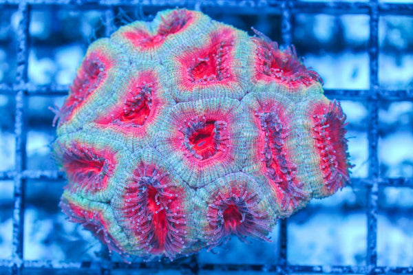 #wholesale_coral# - #saltwater_fish# #saltwater_coral# - #rare corals# - #coralsdepot# - #Corals_Depot# - #live_corals# - #eye-catching-coral# #quality_marine_fish# -#quality-marine# #discoun
