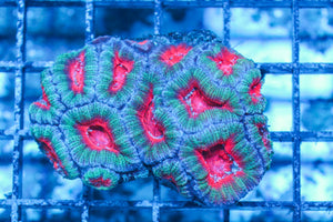 #wholesale_coral# - #saltwater_fish# #saltwater_coral# - #rare corals# - #coralsdepot# - #Corals_Depot# - #live_corals# - #eye-catching-coral# #quality_marine_fish# -#quality-marine# #discoun