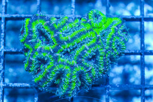 #wholesale_coral# - #saltwater_fish# #saltwater_coral# - #rare corals# - #coralsdepot# - #Corals_Depot# - #live_corals# - #eye-catching-coral# #quality_marine_fish# -#quality-marine# #discoun