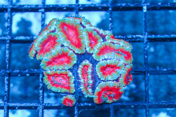 #wholesale_coral# - #saltwater_fish# #saltwater_coral# - #rare corals# - #coralsdepot# - #Corals_Depot# - #live_corals# - #eye-catching-coral# #quality_marine_fish# -#quality-marine# #discoun