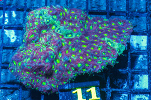 #wholesale_coral# - #saltwater_fish# #saltwater_coral# - #rare corals# - #coralsdepot# - #Corals_Depot# - #live_corals# - #eye-catching-coral# #quality_marine_fish# -#quality-marine# #discoun