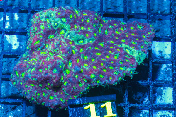 #wholesale_coral# - #saltwater_fish# #saltwater_coral# - #rare corals# - #coralsdepot# - #Corals_Depot# - #live_corals# - #eye-catching-coral# #quality_marine_fish# -#quality-marine# #discoun