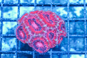 #wholesale_coral# - #saltwater_fish# #saltwater_coral# - #rare corals# - #coralsdepot# - #Corals_Depot# - #live_corals# - #eye-catching-coral# #quality_marine_fish# -#quality-marine# #discoun