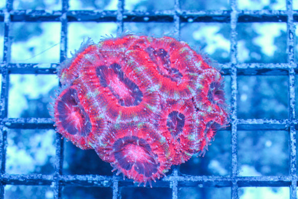 #wholesale_coral# - #saltwater_fish# #saltwater_coral# - #rare corals# - #coralsdepot# - #Corals_Depot# - #live_corals# - #eye-catching-coral# #quality_marine_fish# -#quality-marine# #discoun