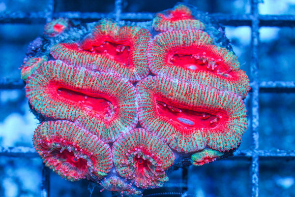 #wholesale_coral# - #saltwater_fish# #saltwater_coral# - #rare corals# - #coralsdepot# - #Corals_Depot# - #live_corals# - #eye-catching-coral# #quality_marine_fish# -#quality-marine# #discoun
