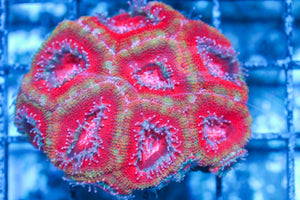 #wholesale_coral# - #saltwater_fish# #saltwater_coral# - #rare corals# - #coralsdepot# - #Corals_Depot# - #live_corals# - #eye-catching-coral# #quality_marine_fish# -#quality-marine# #discoun