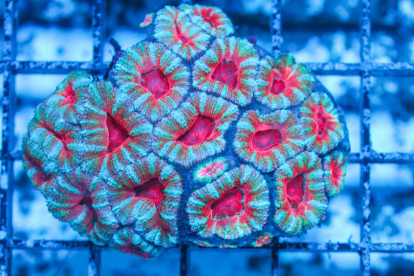 #wholesale_coral# - #saltwater_fish# #saltwater_coral# - #rare corals# - #coralsdepot# - #Corals_Depot# - #live_corals# - #eye-catching-coral# #quality_marine_fish# -#quality-marine# #discoun