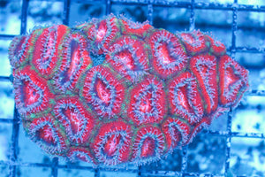 #wholesale_coral# - #saltwater_fish# #saltwater_coral# - #rare corals# - #coralsdepot# - #Corals_Depot# - #live_corals# - #eye-catching-coral# #quality_marine_fish# -#quality-marine# #discoun