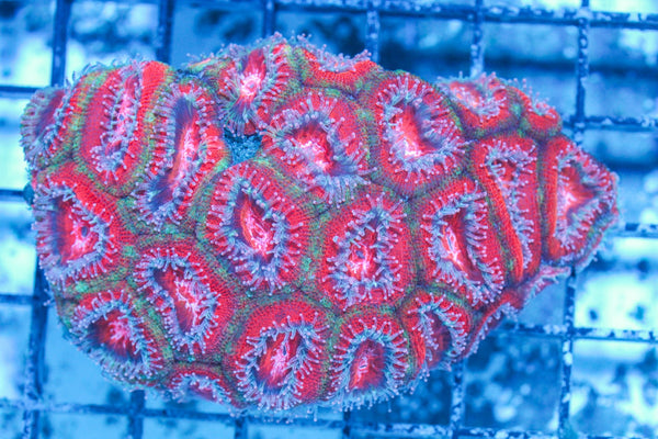 #wholesale_coral# - #saltwater_fish# #saltwater_coral# - #rare corals# - #coralsdepot# - #Corals_Depot# - #live_corals# - #eye-catching-coral# #quality_marine_fish# -#quality-marine# #discoun