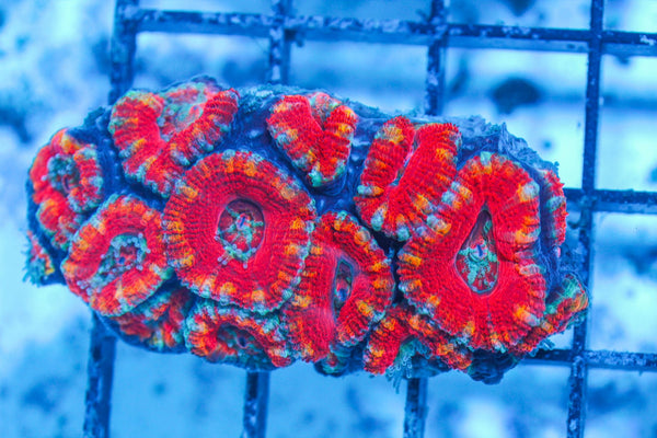 #wholesale_coral# - #saltwater_fish# #saltwater_coral# - #rare corals# - #coralsdepot# - #Corals_Depot# - #live_corals# - #eye-catching-coral# #quality_marine_fish# -#quality-marine# #discoun