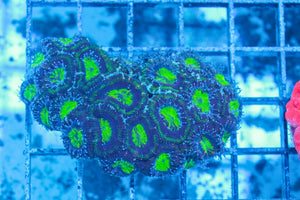 #wholesale_coral# - #saltwater_fish# #saltwater_coral# - #rare corals# - #coralsdepot# - #Corals_Depot# - #live_corals# - #eye-catching-coral# #quality_marine_fish# -#quality-marine# #discoun