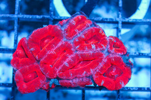 #wholesale_coral# - #saltwater_fish# #saltwater_coral# - #rare corals# - #coralsdepot# - #Corals_Depot# - #live_corals# - #eye-catching-coral# #quality_marine_fish# -#quality-marine# #discoun