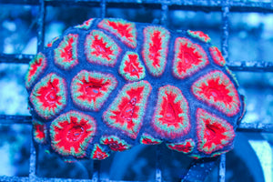 #wholesale_coral# - #saltwater_fish# #saltwater_coral# - #rare corals# - #coralsdepot# - #Corals_Depot# - #live_corals# - #eye-catching-coral# #quality_marine_fish# -#quality-marine# #discoun