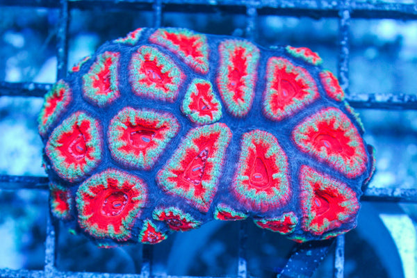 #wholesale_coral# - #saltwater_fish# #saltwater_coral# - #rare corals# - #coralsdepot# - #Corals_Depot# - #live_corals# - #eye-catching-coral# #quality_marine_fish# -#quality-marine# #discoun