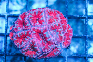 #wholesale_coral# - #saltwater_fish# #saltwater_coral# - #rare corals# - #coralsdepot# - #Corals_Depot# - #live_corals# - #eye-catching-coral# #quality_marine_fish# -#quality-marine# #discoun