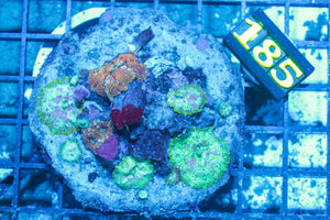 #wholesale_coral# - #saltwater_fish# #saltwater_coral# - #rare corals# - #coralsdepot# - #Corals_Depot# - #live_corals# - #eye-catching-coral# #quality_marine_fish# -#quality-marine# #discoun
