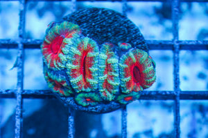 #wholesale_coral# - #saltwater_fish# #saltwater_coral# - #rare corals# - #coralsdepot# - #Corals_Depot# - #live_corals# - #eye-catching-coral# #quality_marine_fish# -#quality-marine# #discoun