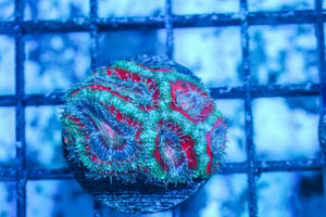 #wholesale_coral# - #saltwater_fish# #saltwater_coral# - #rare corals# - #coralsdepot# - #Corals_Depot# - #live_corals# - #eye-catching-coral# #quality_marine_fish# -#quality-marine# #discoun