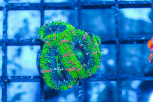 #wholesale_coral# - #saltwater_fish# #saltwater_coral# - #rare corals# - #coralsdepot# - #Corals_Depot# - #live_corals# - #eye-catching-coral# #quality_marine_fish# -#quality-marine# #discoun