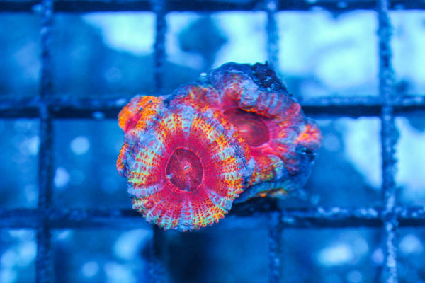 #wholesale_coral# - #saltwater_fish# #saltwater_coral# - #rare corals# - #coralsdepot# - #Corals_Depot# - #live_corals# - #eye-catching-coral# #quality_marine_fish# -#quality-marine# #discoun