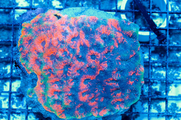 #wholesale_coral# - #saltwater_fish# #saltwater_coral# - #rare corals# - #coralsdepot# - #Corals_Depot# - #live_corals# - #eye-catching-coral# #quality_marine_fish# -#quality-marine# #discoun